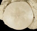 Fossil Sand Dollars In Limestone - France #17236-2